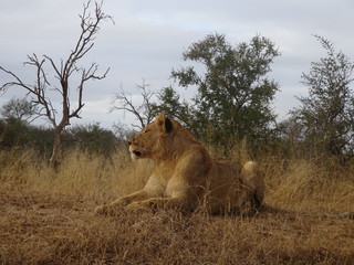 Fototapeta na wymiar Adult lion female lying on savannah of Kruger National Park in South Africa