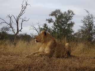 Adult lion female  lying on savannah of Kruger National Park in South Africa