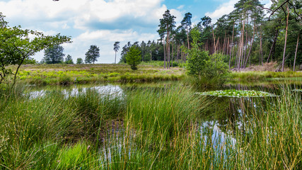 A beautiful little forest fen surrounded with trees near National park De Hoge Veluwe in the Netherlands
