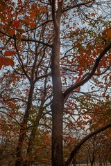 persimmon orchard in autumn