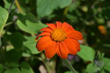Fleur 2