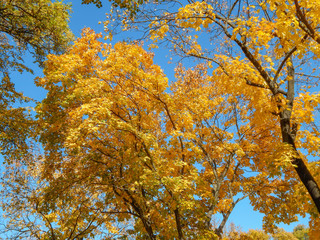 yellow leaves on a tree in autumn with blue sky