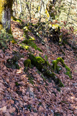 Tree roots over ground covered in autumn leaves.