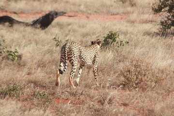 Gepard