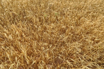 Champ de céréales dorées avant la moisson