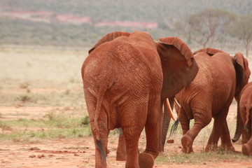 Rote Elefanten
