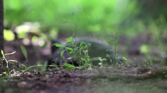 Small Turtle Walks Off Focus In Dreamy Nature, Green Plants, Sunlight