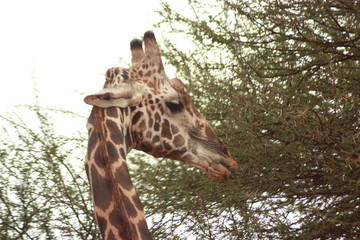 Giraffe