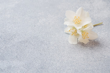 Fototapeta na wymiar White Jasmine flowers on a gray concrete background. Copy space.