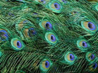 Peafowl tail