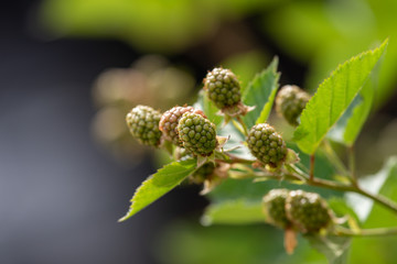 Young fruits of blackberry fruit, on the branch