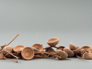 shells from the seeds of lazy oak