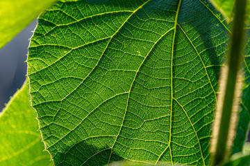 Close up image of green leaf with sunny background