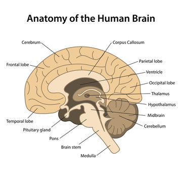 Anatomy of the human brain.Sagittal cut. Structure of the human brain with main parts labeled. Vector illustration