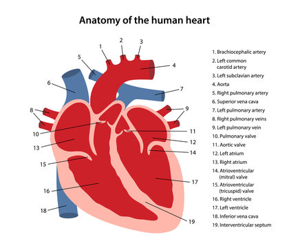 Anatomy of the human heart. Cross sectional diagram of the heart with main parts labeled. Vector illustration isolated on white background.