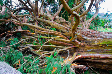 Fototapeta premium Cypress tree fallen after a wind storm