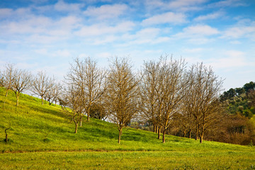 Typical Tuscany landscape (Italy)