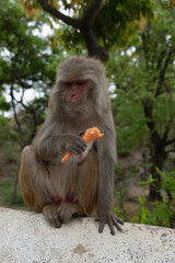 Naklejka na ściany i meble Monkey eating ice cream in nepal