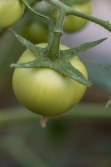 Unripe green tomatoes on a branch ripen. close-up