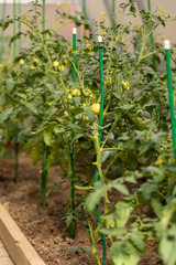 Unripe green tomatoes on a branch ripen in greenhouse