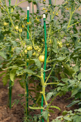 Unripe green tomatoes on a branch ripen in greenhouse