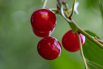 Cherry berries ripen on the branch. Close-up