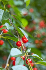 Cherry berries ripen on the branch