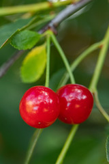 Cherry berries ripen on the branch. Close-up