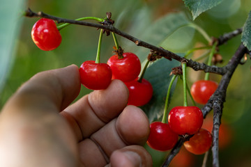 Hand picking cherries. Close-up