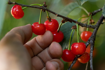 Hand picking cherries. Close-up