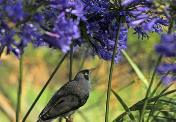 Myna Australischer Vogel
