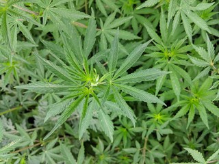 Cannabis leafs and plants