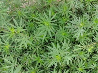 Cannabis leafs and plants