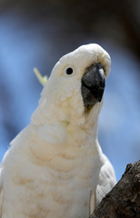 Kakadu Papagei in Australien