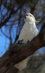Kakadu Papagei in Australien