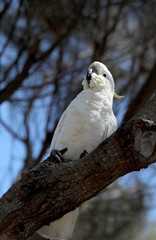 Kakadu Papagei in Australien