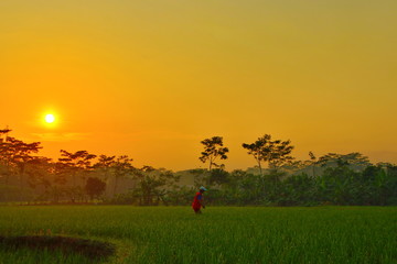 Fototapeta na wymiar the beauty of the sunrise in the rice fields, which is fresh green in a pedestrian on the island of Java