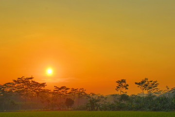 the beauty of the sunrise in the rice fields, which is fresh green in a pedestrian on the island of Java