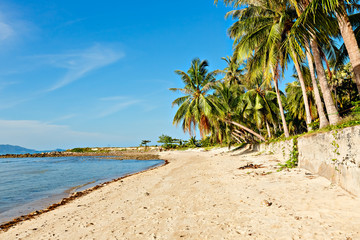 Obraz na płótnie Canvas Coconut Palm tree on white sandy beach. Panoramic view. Beautiful view of the calm clean sunny beach.