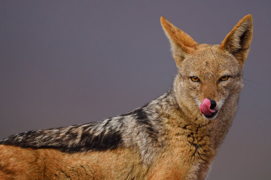 Jackal licking its nose
