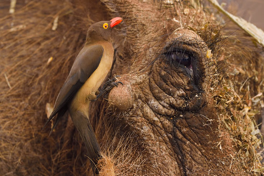 Bird sitting on warthog