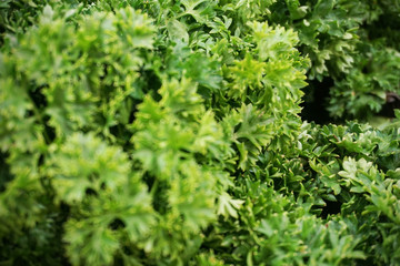 close up of fresh parsley    