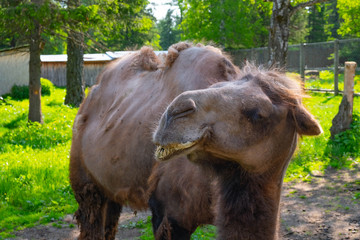 A shabby camel in the reserve. bare camel