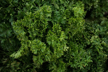 close up of fresh parsley    