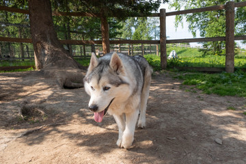 Huskies walk in the valley in the summer. Husky