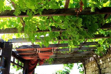 Fototapeta na wymiar Grape canopy. A vine plant with some green grapes and many beautiful bright green leaves hanging from a wooden outdoor canopy. The pavilion with a roof from green leaves of grapes. Natural and beautif