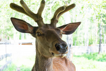 Portrait of a deer with horns. deer portrait