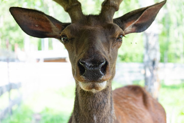 Portrait of a deer with horns. deer portrait