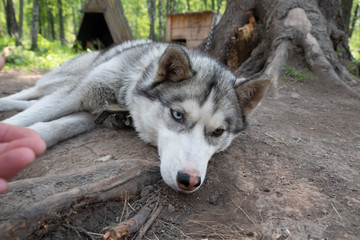 Obraz premium A sad husky tied with a chain lies on the ground. sad dog