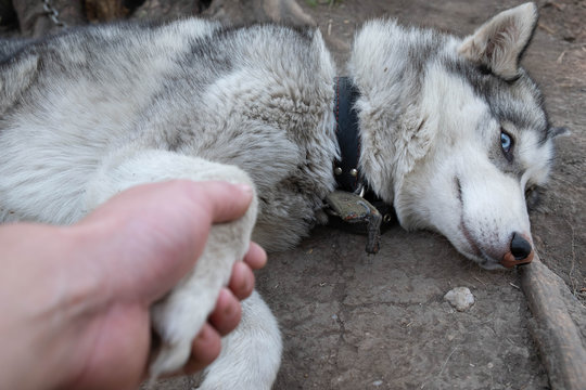 A man&rsquo;s hand is drawn to a husky dog. The dog is sick. human help